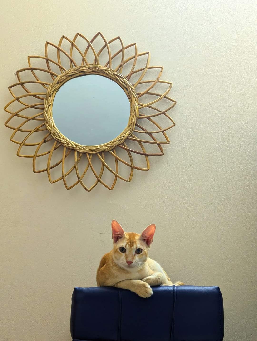 cane mirror sunflower